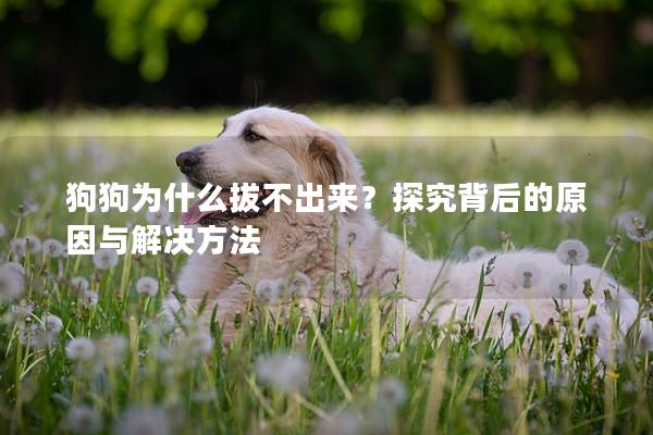 狗狗為什么拔不出來？探究背后的原因與解決方法