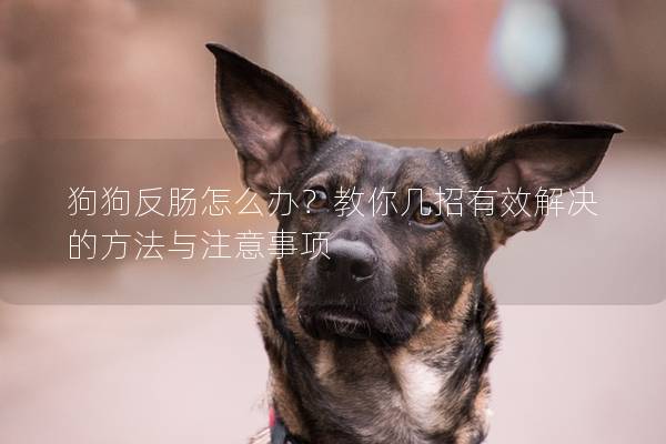 狗狗反腸怎么辦？教你幾招有效解決的方法與注意事項
