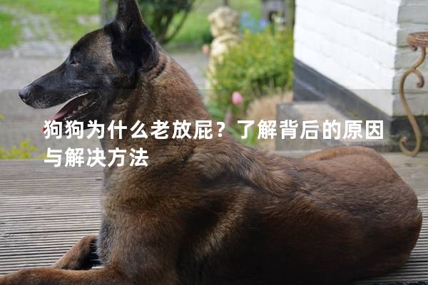 狗狗為什么老放屁？了解背后的原因與解決方法