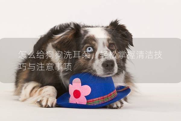 怎么給狗狗洗耳朵，輕松掌握清潔技巧與注意事項