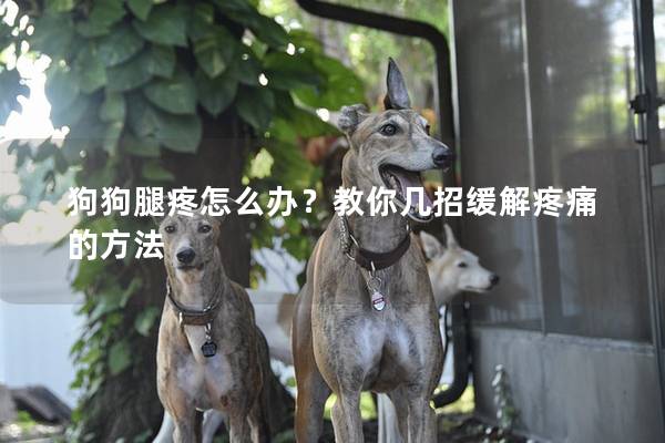 狗狗腿疼怎么辦？教你幾招緩解疼痛的方法