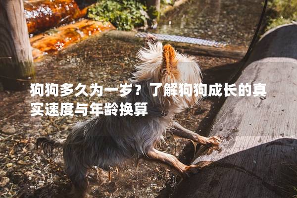 狗狗多久為一歲？了解狗狗成長的真實速度與年齡換算