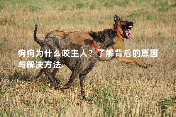 狗狗為什么咬主人？了解背后的原因與解決方法