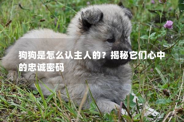 狗狗是怎么認(rèn)主人的？揭秘它們心中的忠誠(chéng)密碼