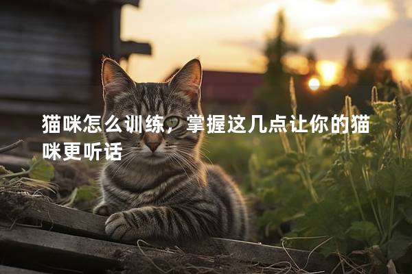 貓咪怎么訓練，掌握這幾點讓你的貓咪更聽話