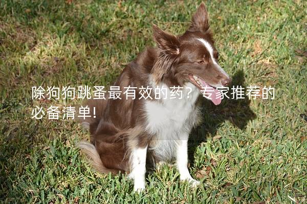 除狗狗跳蚤最有效的藥?專家推薦的必備清單! 除狗狗跳蚤最有效的藥?專家推薦的必備清單!