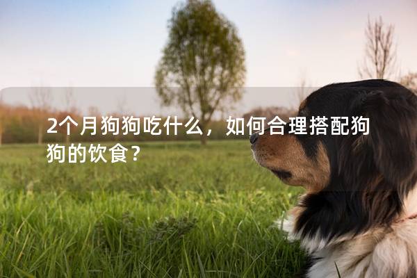 2個月狗狗吃什么，如何合理搭配狗狗的飲食？