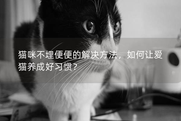 貓咪不埋便便的解決方法，如何讓愛貓養成好習慣？