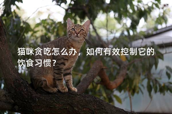 貓咪貪吃怎么辦，如何有效控制它的飲食習慣？