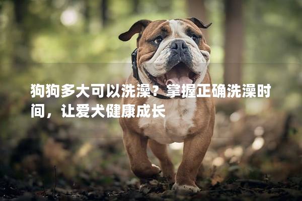 狗狗多大可以洗澡？掌握正確洗澡時(shí)間，讓愛(ài)犬健康成長(zhǎng)