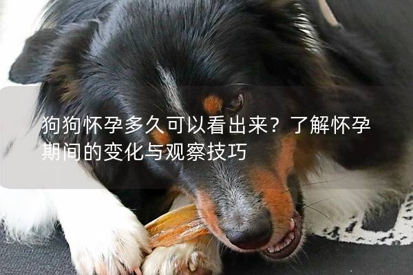 狗狗懷孕多久可以看出來？了解懷孕期間的變化與觀察技巧