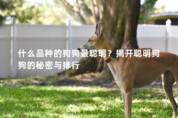 什么品種的狗狗最聰明？揭開聰明狗狗的秘密與排行