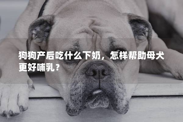 狗狗產后吃什么下奶，怎樣幫助母犬更好哺乳？