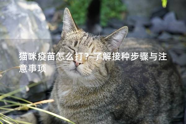 貓咪疫苗怎么打？了解接種步驟與注意事項(xiàng)
