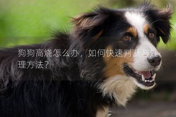 狗狗高燒怎么辦，如何快速判斷與處理方法？