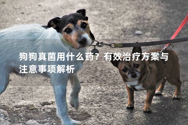 狗狗真菌用什么藥？有效治療方案與注意事項解析