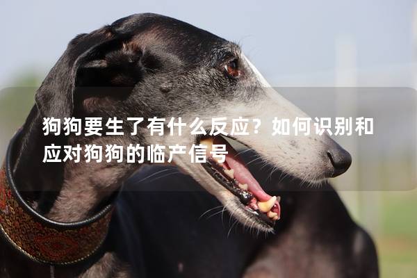 狗狗要生了有什么反應?如何識別和應對狗狗的臨產信號 狗狗要生了有什么反應?如何識別和應對狗狗的臨產信號