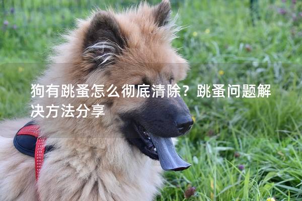 狗有跳蚤怎么徹底清除?跳蚤問題解決方法分享 狗有跳蚤怎么徹底清除?跳蚤問題解決方法分享