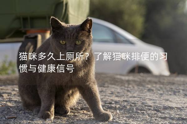 貓咪多久上廁所？了解貓咪排便的習慣與健康信號