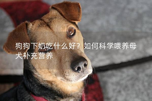 狗狗下奶吃什么好？如何科學喂養母犬補充營養