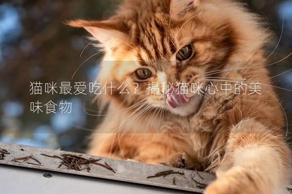 貓咪最愛吃什么？揭秘貓咪心中的美味食物