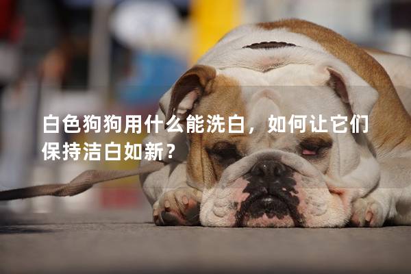 白色狗狗用什么能洗白，如何讓它們保持潔白如新？
