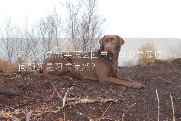 狗狗老是甩頭怎么回事，可能是健康問題還是習慣使然？