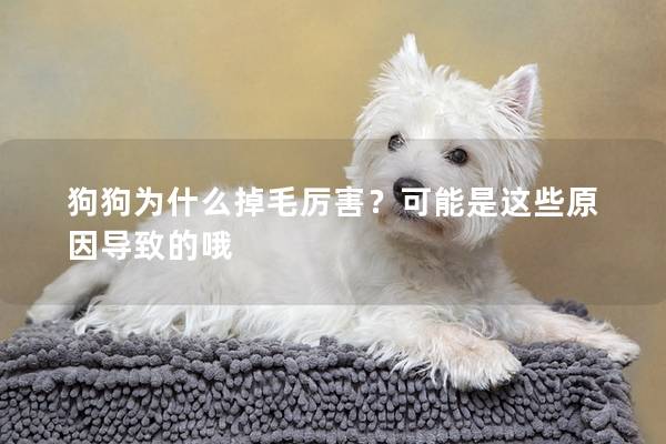 狗狗為什么掉毛厲害？可能是這些原因導致的哦