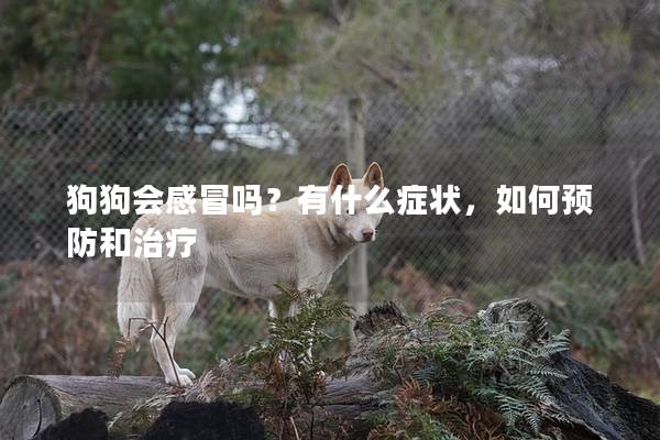 狗狗會感冒嗎?有什么癥狀,如何預防和治療 狗狗會感冒嗎?有什么癥狀,如何預防和治療