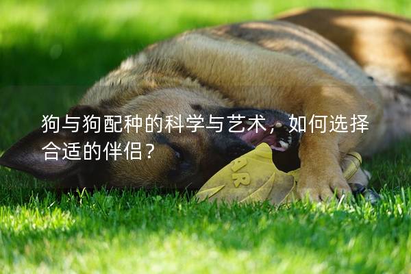 狗與狗配種的科學與藝術，如何選擇合適的伴侶？