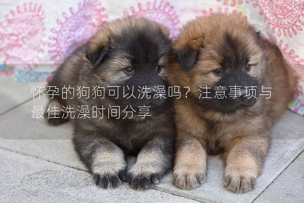 懷孕的狗狗可以洗澡嗎？注意事項與最佳洗澡時間分享