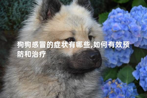 狗狗感冒的癥狀有哪些,如何有效預防和治療 狗狗感冒的癥狀有哪些,如何有效預防和治療