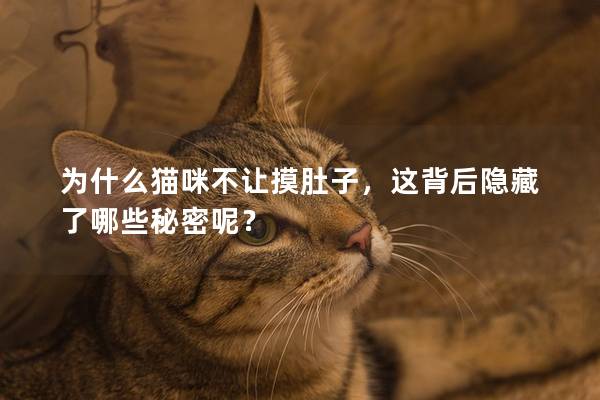 為什么貓咪不讓摸肚子，這背后隱藏了哪些秘密呢？