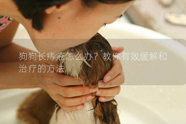 狗狗長痔瘡怎么辦？教你有效緩解和治療的方法