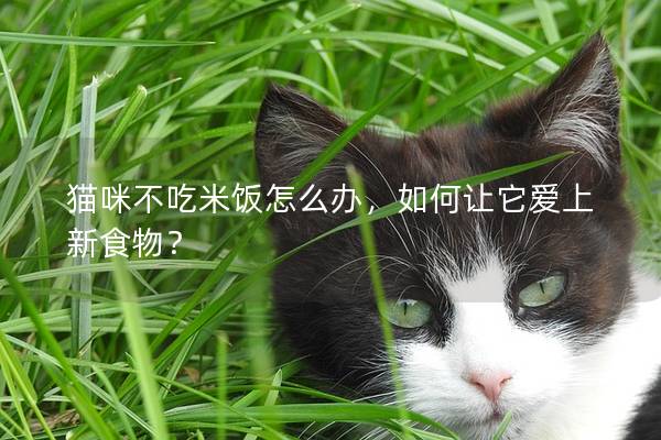 貓咪不吃米飯?jiān)趺崔k，如何讓它愛(ài)上新食物？