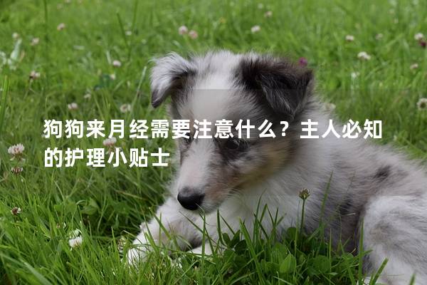 狗狗來月經需要注意什么?主人必知的護理小貼士 狗狗來月經需要注意什么?主人必知的護理小貼士
