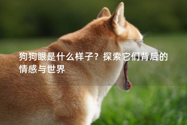 狗狗眼是什么樣子？探索它們背后的情感與世界