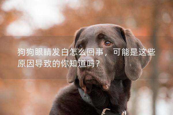 狗狗眼睛發白怎么回事，可能是這些原因導致的你知道嗎？