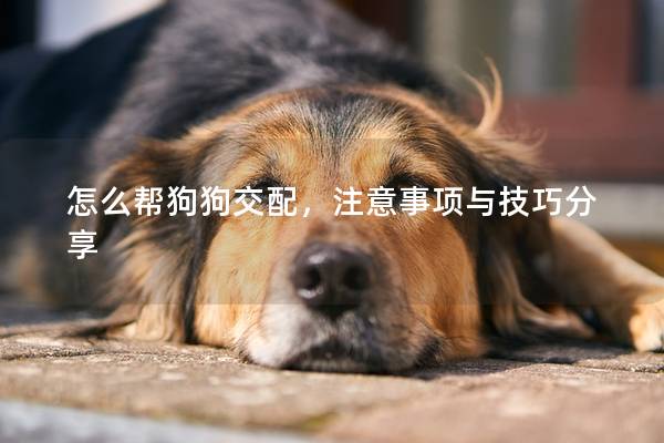 怎么幫狗狗交配，注意事項與技巧分享