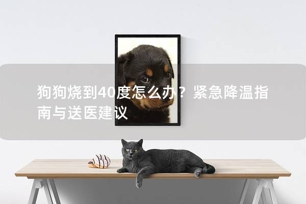 狗狗燒到40度怎么辦？緊急降溫指南與送醫(yī)建議
