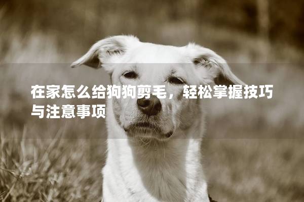 在家怎么給狗狗剪毛，輕松掌握技巧與注意事項