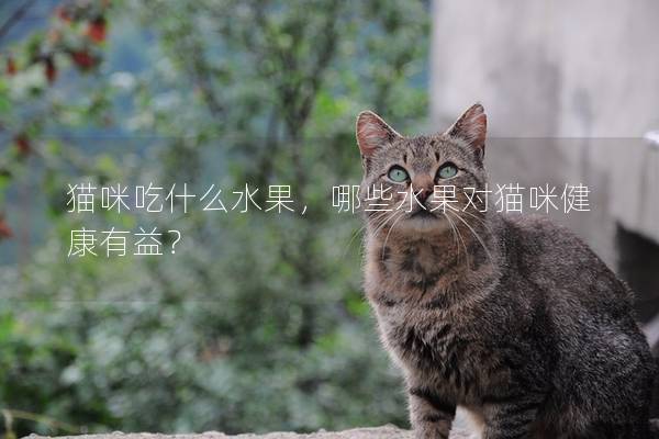 貓咪吃什么水果，哪些水果對貓咪健康有益？