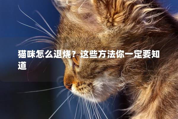 貓咪怎么退燒？這些方法你一定要知道
