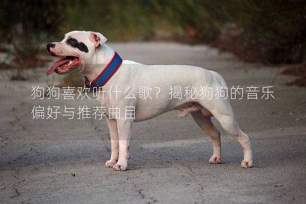 狗狗喜歡聽什么歌？揭秘狗狗的音樂偏好與推薦曲目