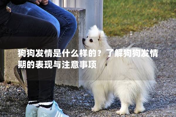 狗狗發情是什么樣的？了解狗狗發情期的表現與注意事項