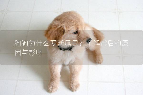 狗狗為什么要斷尾巴？了解背后的原因與影響