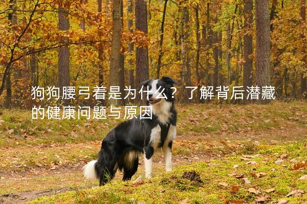 狗狗腰弓著是為什么？了解背后潛藏的健康問題與原因