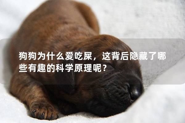 狗狗為什么愛(ài)吃屎，這背后隱藏了哪些有趣的科學(xué)原理呢？