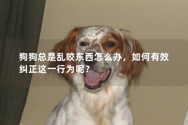 狗狗總是亂咬東西怎么辦，如何有效糾正這一行為呢？