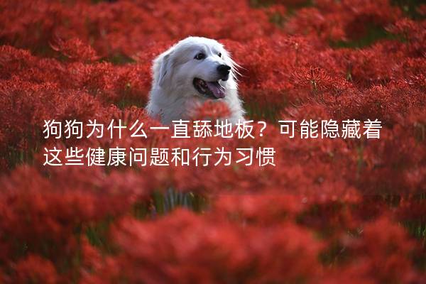 狗狗為什么一直舔地板？可能隱藏著這些健康問題和行為習慣